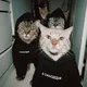 Cat chat |کت چت🐈