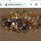 Атака Гриффонов питомник с домашней и уютной атмосферой💖💖💖💖