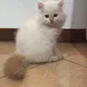 Cat Lovers Bandung