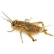 [Beëindiging] Voeding met insecten🥴🤮