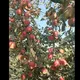 Namangan meva Bozori🍎🍏