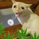 Cats on Sativa $CATIVA