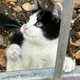 Кошатники Химки ПБ