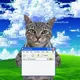 CatzOnWindows98solCTO