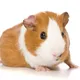 Cavia porcellus