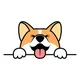 [EN] Corgidoge Official - Binance smartchain