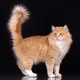ⓃⓄⓇⓈⒺ🐈ⓉⒶⓁⒺ norwegian forest cats
