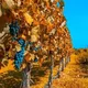 mendoza
