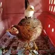 Save the Chickenese Singapore🐥🐔🐓
