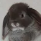 чипибрик |РЕСТ АРТБЛОК ыыыыыы😭