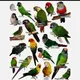 Conure Birds INDIA