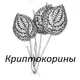 Cryptocoryne | криптокорины | аквариум