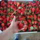 Клубника Кубанская из станицы Кубанской Ростов-на-Дону