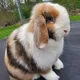 😍КАРЛИКОВЫЙ КРОЛИК😍