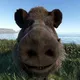 322 | Новости RUST
