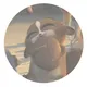 Madagascar cf : ‌‌➛ Mort daily