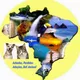 SOS Cães e Gatos do Brasil