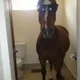 horse