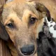 Возьми собаку из приюта. «Дай шанс»🐶