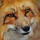 Stam van de Vos🦊, hekserij en heidendom van de Lage Landen