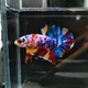 Deelyne Betta Bidding