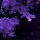 Brutaltrip Reviews