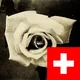 La Rose Blanche Suisse🇨🇭 /🇨🇭Die Weiße Rose Schweiz