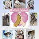 💓ДОБРОЕ СЕРДЦЕ💓 (группа помощи бездомным животным Колыванского района Новосибирской области)