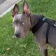 Dog Help Los Angeles/Помощь собачкам в Лос Анжелесе