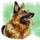 Dogs in Hyderabad
