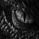 Dragon Store