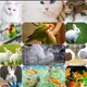 All Kerala pets