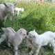 Echki bozori ( online) 🐐🐐🐐😃