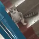 Чат для программистов