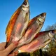 TARANKA_AUSTRIA 🇺🇦 🇪🇺 🐟