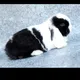Куёнчилик