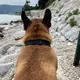 Зооняня Белград🐶🐱