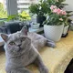 Цветы Москва комнатные и садовые