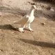 🕊Андижон кабутарлари N1🕊🇺🇿