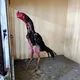 Водий Хурозвозлари 🐔