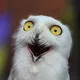 Клуб ЧГК Караганда🦉