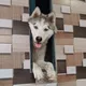 Dog All breeds Buy Sell In Maharashtra