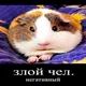guinea pig daily АРХИВ