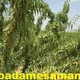 بادام کاران عمان سامانی