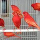 🦜🐓NaMaNGaN UnVeRsaL SaVDo🐥🐈‍⬛