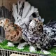 ETHIOPIAN ALL KIND OF PIGEONS