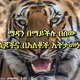 Ethiopianbiblefree