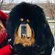 ТИБЕТСКИЙ МАСТИФ, ЩЕНКИ И ИХ РОДИТЕЛИ🐶