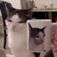 Curiosidades, memes y más...