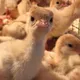 Инкубатор Птицевод на Луговой Новосер-ка